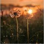 Profesora de Primaria, apta para enseñar matemáticas y castellano