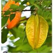 Profesora de inglés con mucha experiencia con niños