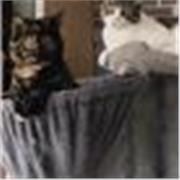 Profesor de fp con CAP para clases prácticas de español para extranjeros