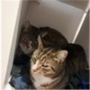 I am studying chemical engineering in University of manchester