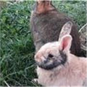 Englisch-Online-Nachhilfe für Schüler von Oberstufenschülerin mit Bestnoten. Lockerer, effektiver Unterricht direkt auf Augenhöhe