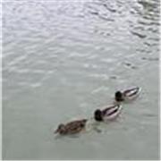 Profesora de español para extranjeros para todas las edades 