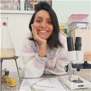 Soy docente de educación primaria doy las 4 áreas, Lengua, matemáticas, ciencias naturales y sociales