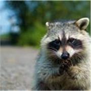 Maestro/a de Español en Línea en Tusclases