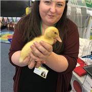 1:1 and group online English and Maths primary tutor