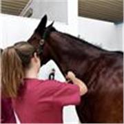 Studentessa di veterinaria, diplomata al liceo classico, posso aiutare per compiti o ripetizioni di quasi tutte le materie