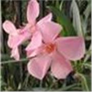 Profesora de Inglés Británico 🆗 para todos.los niveles