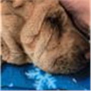 Tengo formación y experiencia en teatro audiovisuales y he organizado actividades con niños.
También tengo experiencia con los con