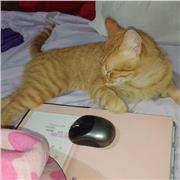 Profesor de matemáticas, contabilidad, ciencias naturales, y primaria