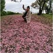 English tutor who teaches childern of all ages