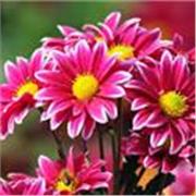 Profesora de inglés para todas las edades