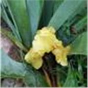 Profesora de Inglés y Español, presencial o virtual