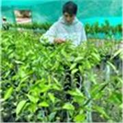 ING. Agrónomo enseña a los niños y adolescentes a cuidar sus plantitas🌱🌲🪴🪻🌻