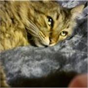 Maestro de apoyo escolar, ayuda en tareas de forma presencial al norte de la ciudad de chihuahua