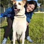 sono Febe, offro lezioni di educazione cinofila!