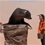 Soy cuidadora de animales salvajes, zoológicos y acuarios, también soy cuidadora de mamíferos marinos y pingüinos...
