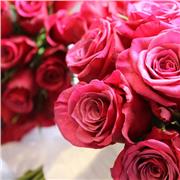 Hafsa