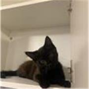 I am a focused tutor with a passion for teaching students using their optimal learning methods!