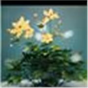 Clases virtuales de Comunicación y Oratoria para primaria – Habla con seguridad