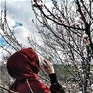Ayse