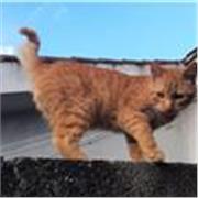 Offro ripetizioni online individuali per alunni delle elementari o delle scuole medie.