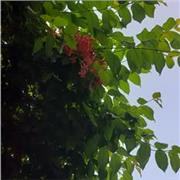 Vedangi Kashyap