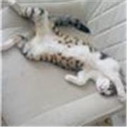 Experienced English Language Student Offering Affordable Tutoring for KS3 & GCSE. From a Sixth Form Student who has been there!