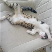 Experienced English Language Student Offering Affordable Tutoring for KS3 & GCSE. From a Sixth Form Student who has been there!