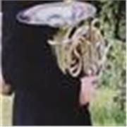 Profesor Joven de Lenguaje Musical y Trompa para EE.EE y EE.PP de Conservatorio