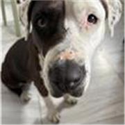 Profesora de primaria, apta también para altos niveles 