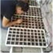 Maestra con experiencia en ciencias ambientales, biología, agricultura en casa y compostaje