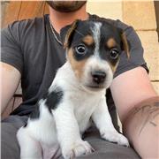 Professeurs de mathématiques et géométrie niveau primaires, collège