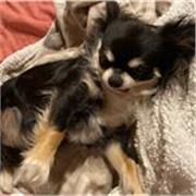 Laureanda in Scienze della Comunicazione al terzo anno di università. Vi aiuto con l’italiano!