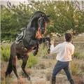 Si quieres iniciarte en el mundo de la equitación o quieres mejorar tu técnica y relación con el caballo soy tu entrenador