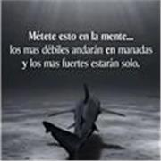 Licenciado en formacion de 6 semestre, tecnologo en derechos humanos y derecho internacional humanitario en conflictos armados