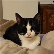 Cours de soutien et aide à l'anglais pour des jeunes motivés :)