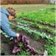 Profesor de horticultura y sustentabilidad