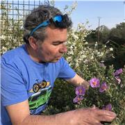 Reconnaître identifier les arbres, Critères de reconnaissance, identification en français et en latin, jeux interactifs