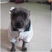 Clases. Asesorias. Tutorias. Sobre acondicionamiento fisico, dietas y bajar o subir de peso