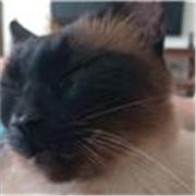 Docente universitario con más de 25 años de experiencia en enseñanza de Electricidad, Circuitos Eléctricos, Matemáticas