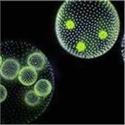 Insegnante di Microbiologia con esperienza pluridecennale in campo professionale offre lezioni di Biologia applicata in vari campi; ambientale, medico, farmaceutico, cosmetico, alimentare. Possibilità di approfondimento di argomenti monotematici