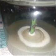 Ingeniero en biotecnología, con sólidos conocimientos en áreas biológicas industriales y experiencia en inglés