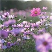 Lehrerin für Spanisch als Fremdsprache