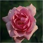 Cours de dessin pour tous niveaux