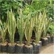 I am a professional Plant Scientist with an M.Sc. degree and extensive experience in research and development. I offer high-qualit
