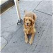 Lic. de admon de empresas con exp. en mkt logística, proc. de producción, RH, etc,por lo puedo dar clases de español sin problema