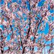 Clases particulares de Inglés hasta nivel Nativo