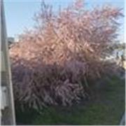 Profesora con amplia experiencia docente imoarte clases lengua gallega. BOUZAS