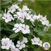 I am a native Arabic speaker who can teach you how to speak in Arabic