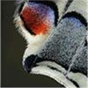 The three C’s Conversations,  Creativity, Critical Thinking Skills. 